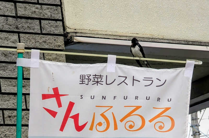 .ひさんの道の駅東陽 かけ流し温泉夢あかりのサ活写真