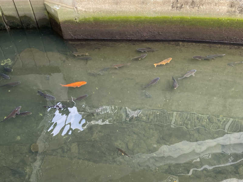 サウナ道さんのカプセルホテルふらるのサ活写真