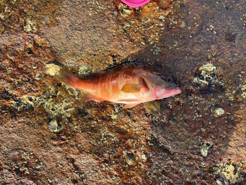 ドックパッチさんの下賀茂温泉 銀の湯会館のサ活写真