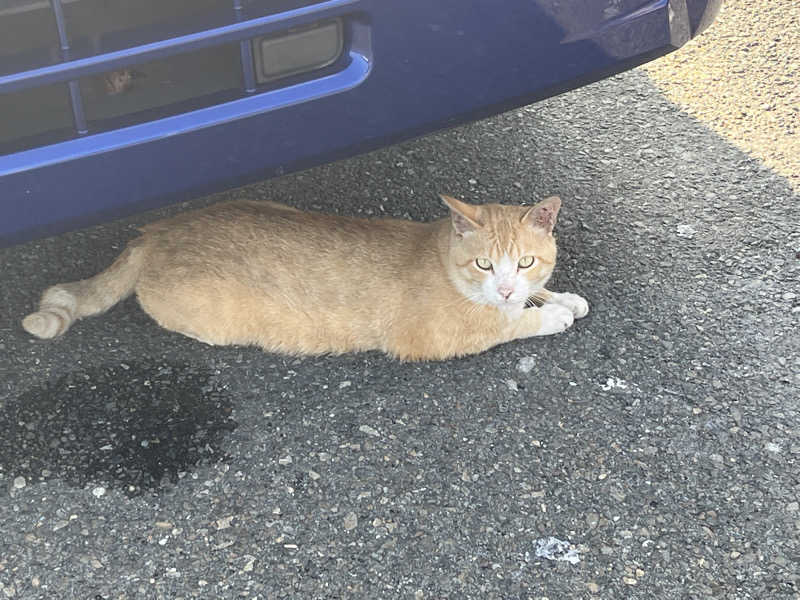 ドックパッチさんの下賀茂温泉 銀の湯会館のサ活写真
