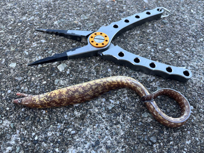 ドックパッチさんの東急ハーヴェストクラブ天城高原(ホテルハーヴェスト天城高原)のサ活写真