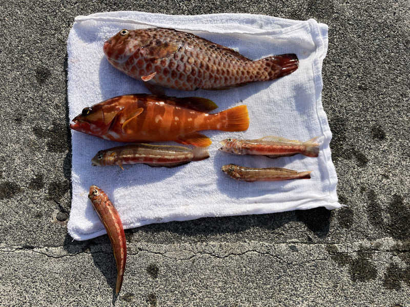 ドックパッチさんの天然温泉ざぶ～んのサ活写真