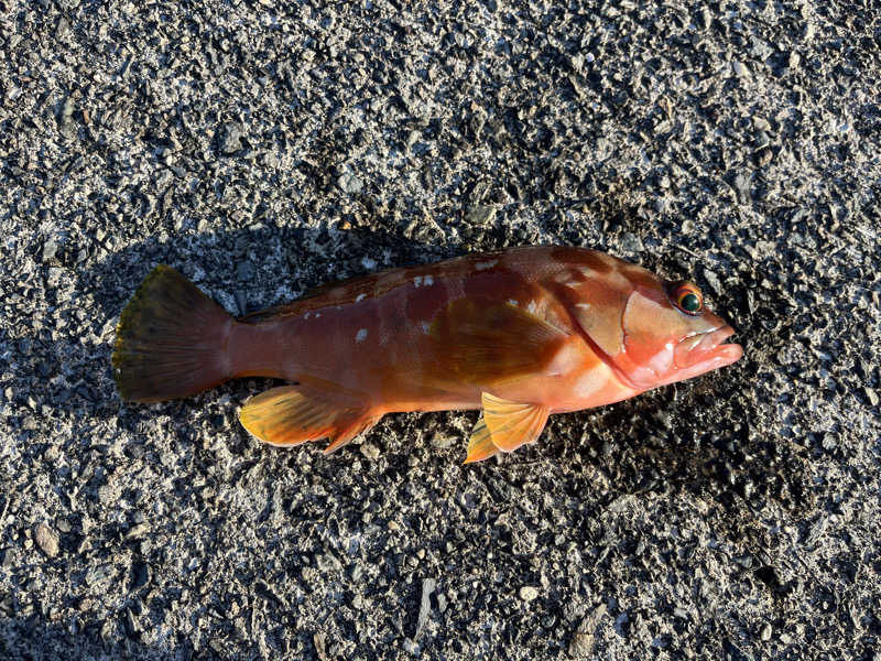 ドックパッチさんのホテルラフォーレ修善寺 センターハウス 森の湯のサ活写真