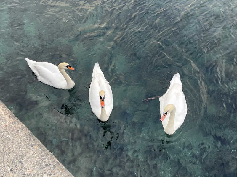 ドックパッチさんの極楽湯 三島店のサ活写真