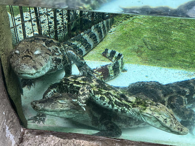 ドックパッチさんの熱川プリンスホテルのサ活写真
