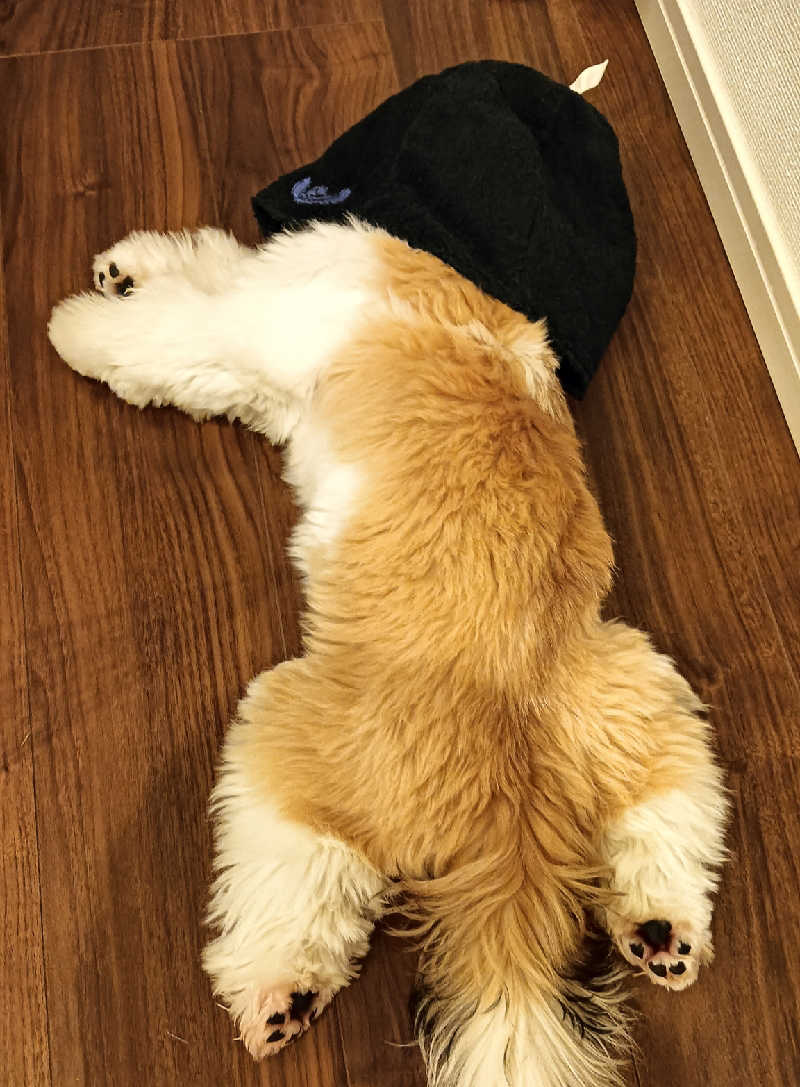 サ犬 a.k.a chiillさんのおふろcafé utataneのサ活写真