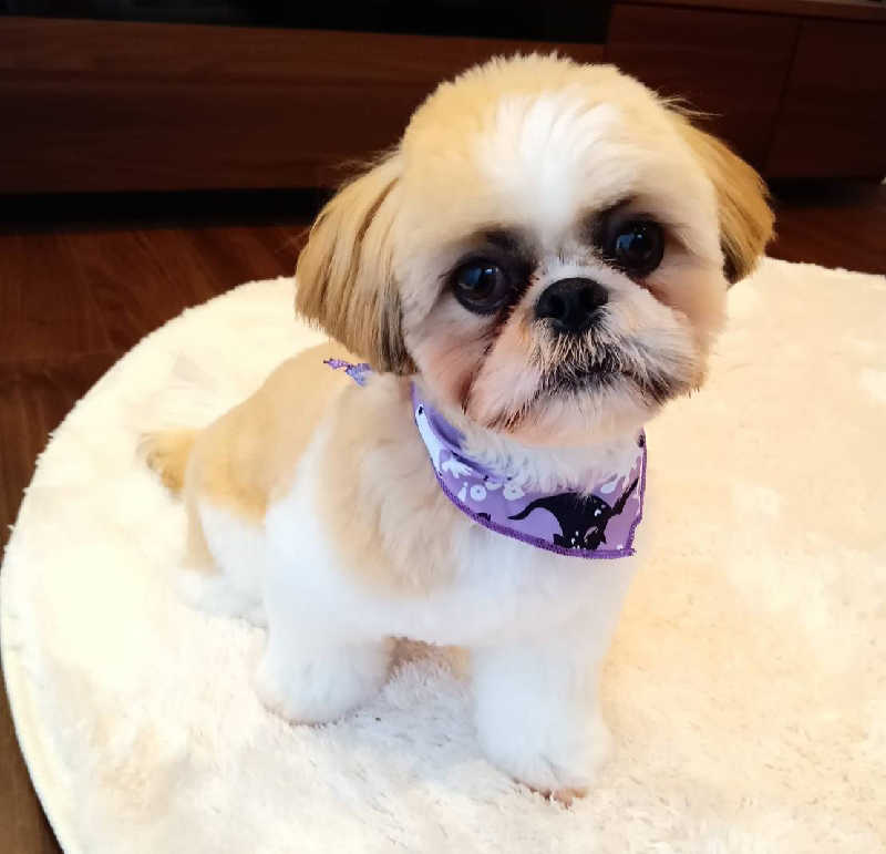 サ犬 a.k.a chiillさんのおふろの王様 志木店のサ活写真