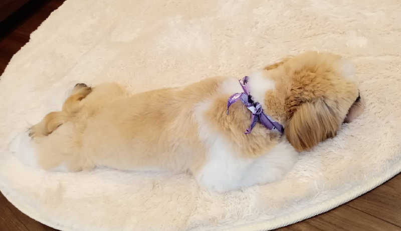 サ犬 a.k.a chiillさんのおふろの王様 志木店のサ活写真