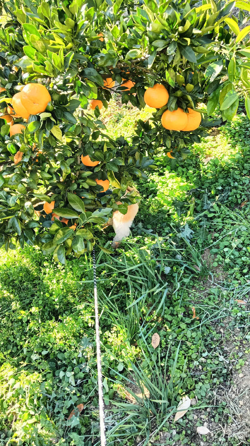 サ犬 a.k.a chiillさんの湯屋敷孝楽のサ活写真