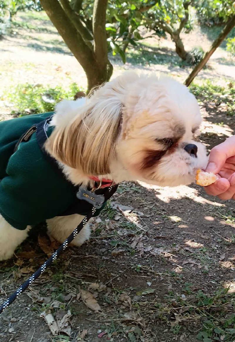 サ犬 a.k.a chiillさんの湯屋敷孝楽のサ活写真