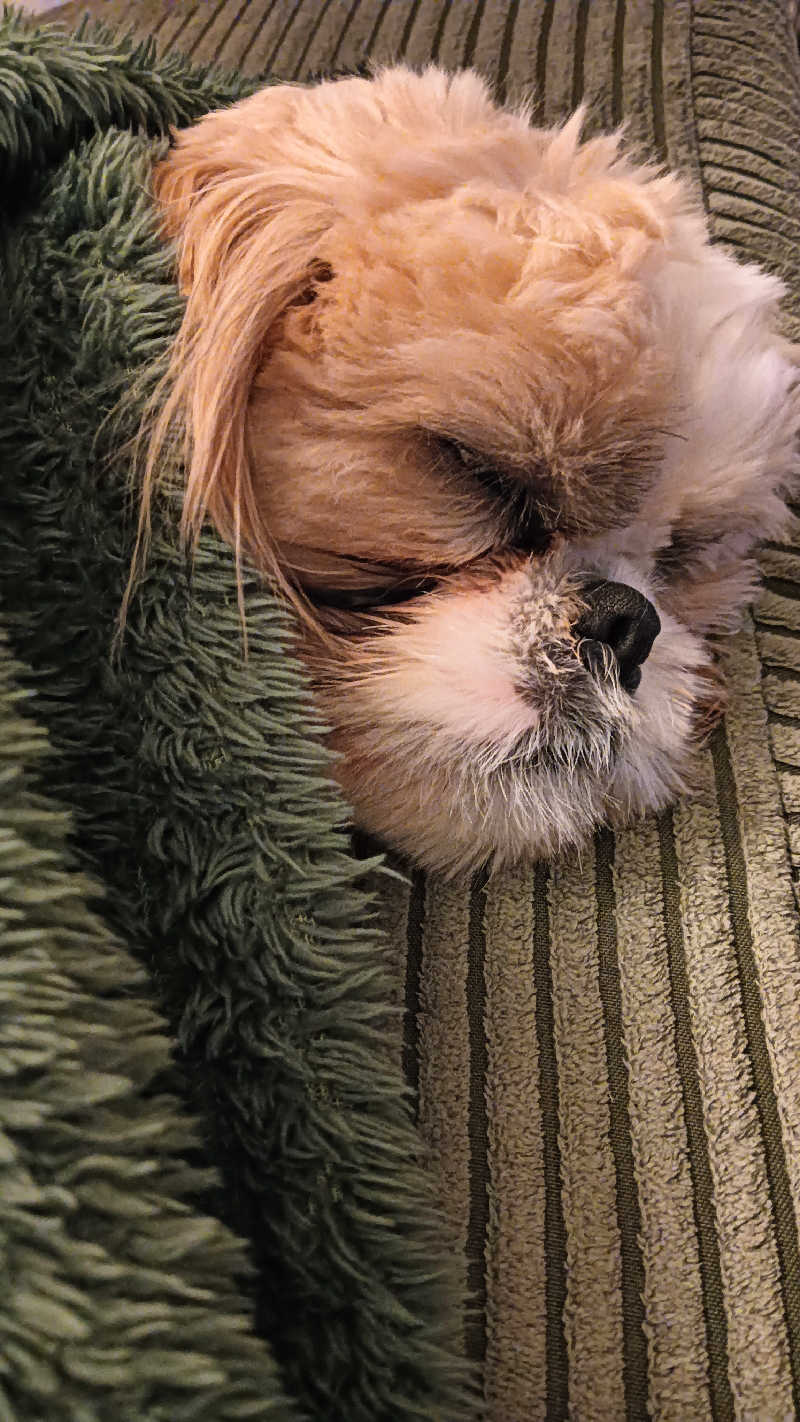 サ犬 a.k.a chiillさんの湯屋敷孝楽のサ活写真