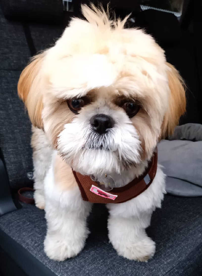 サ犬 a.k.a chiillさんの湯屋敷孝楽のサ活写真