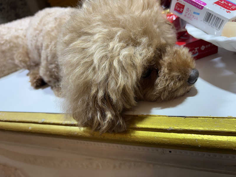あちこさんのクアパレスのサ活写真