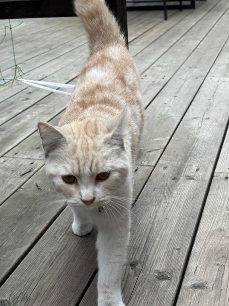 スミ@蒸ワイフさんの行田・湯本天然温泉 茂美の湯のサ活写真