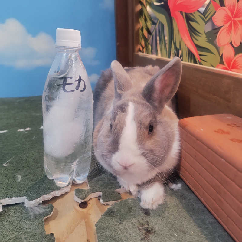 かんももさんのアクアリゾート 岐阜ふじの湯のサ活写真