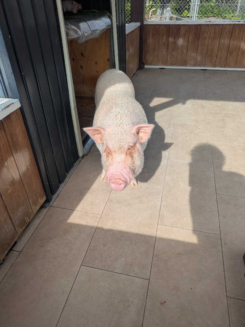 ゆーばーれーべんさんのまるた屋温泉 西方の湯のサ活写真