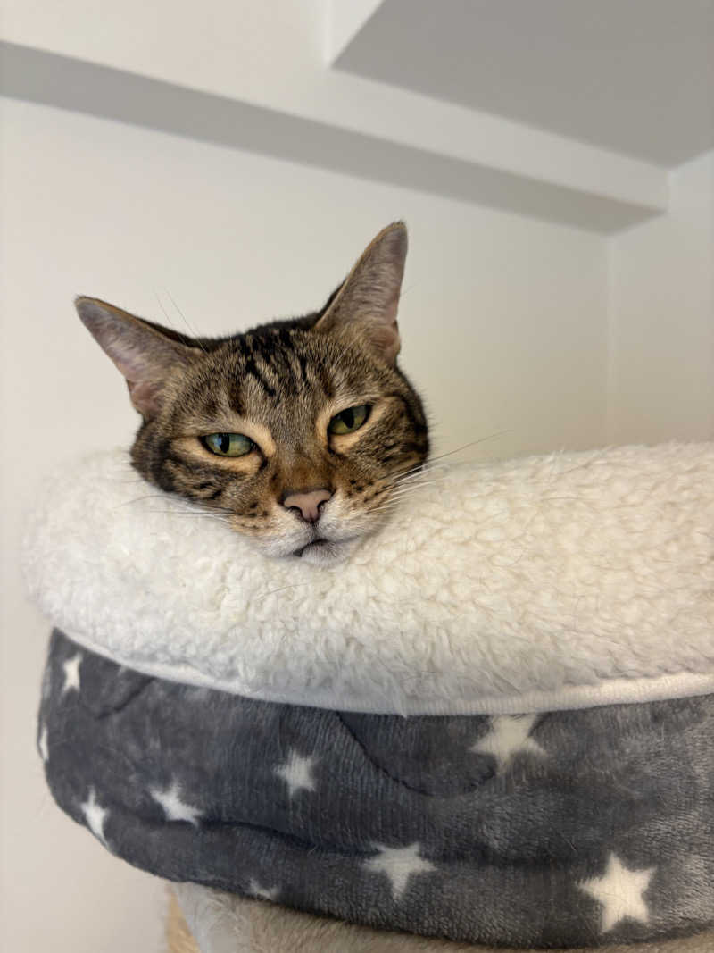 おバカポンチさんの湯乃泉 草加健康センターのサ活写真