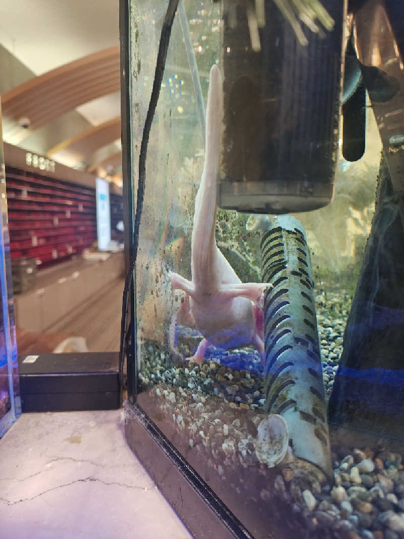 ゆんゆんさんの天然温泉リラックスパーク テルメ金沢のサ活写真