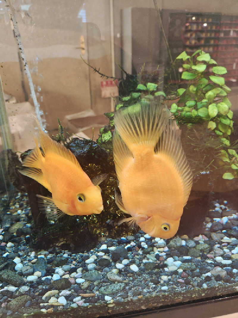 ゆんゆんさんの天然温泉リラックスパーク テルメ金沢のサ活写真