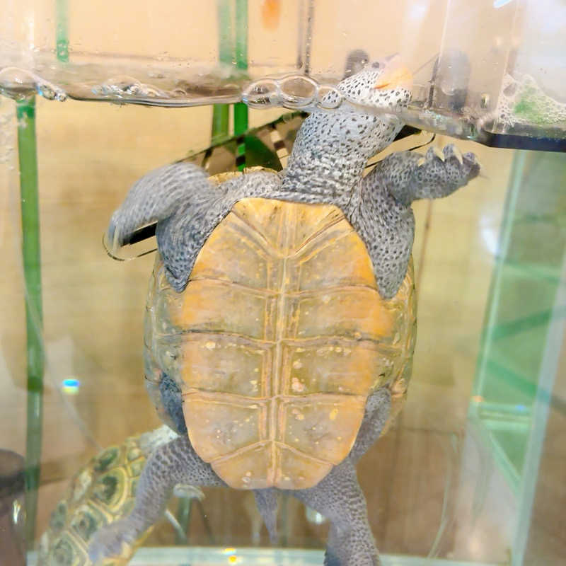 gumiさんのスパレックス東大門のサ活写真