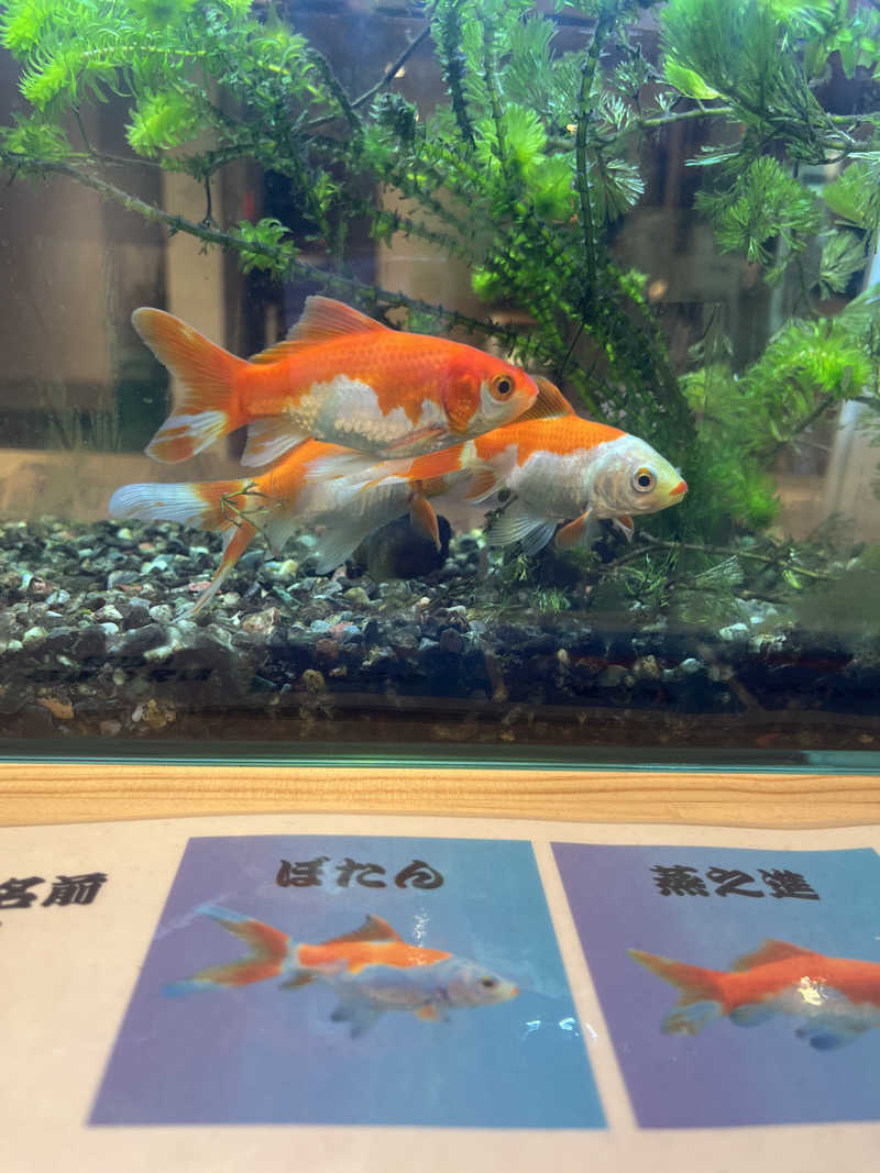 ちらちゃきさんのサウナゆげ蔵のサ活写真