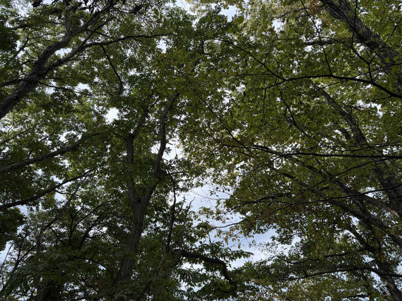 noizuさんのタザワコサウナのサ活写真