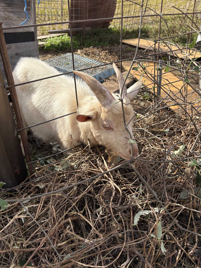 tosyuさんのたけべ八幡温泉のサ活写真