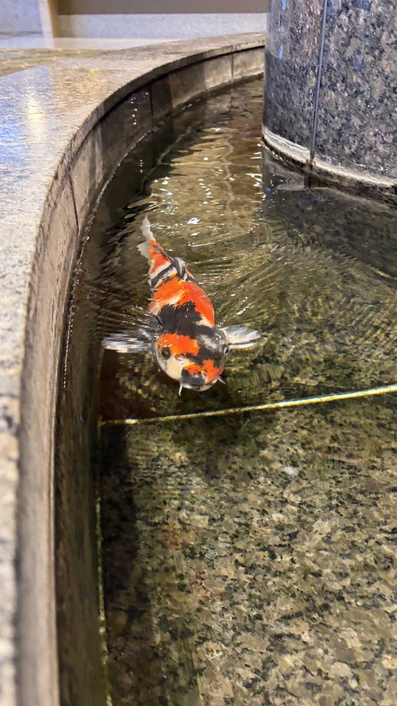 やすださんの美白の湯宿 大江本家のサ活写真