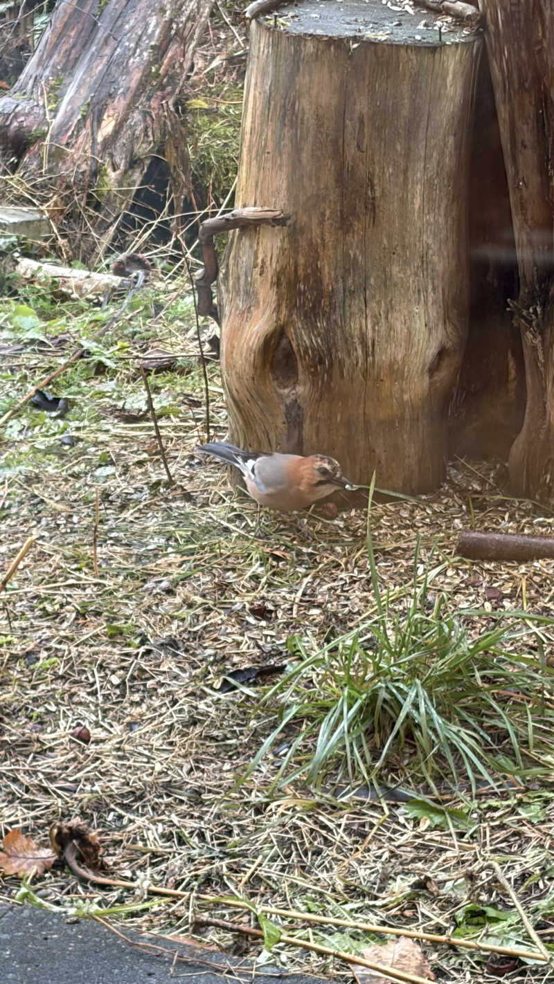 やすださんの美白の湯宿 大江本家のサ活写真