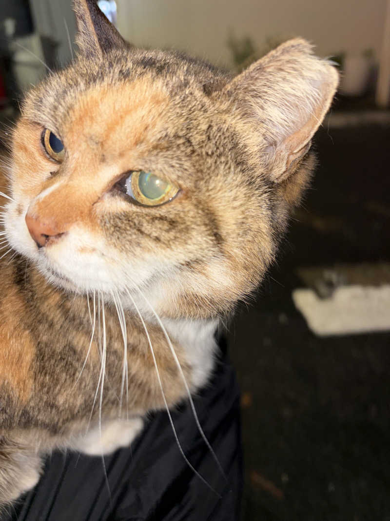 じもんさんの小松湯のサ活写真