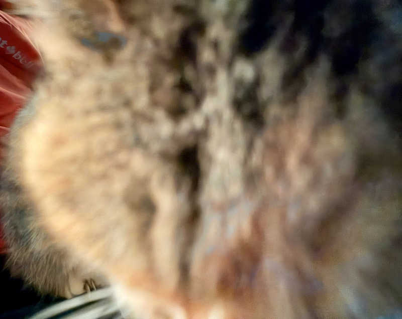 じもんさんの小松湯のサ活写真