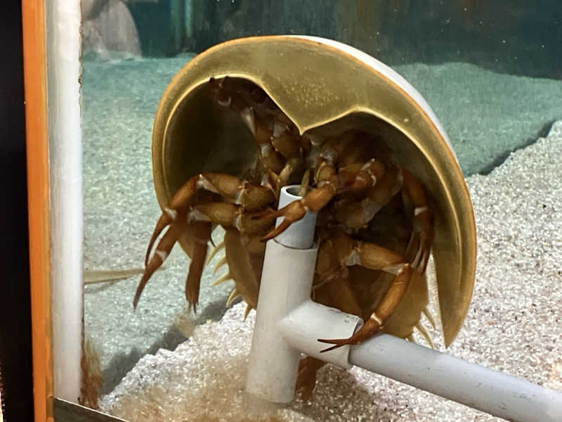 つむぐさんの人蔘湯のサ活写真