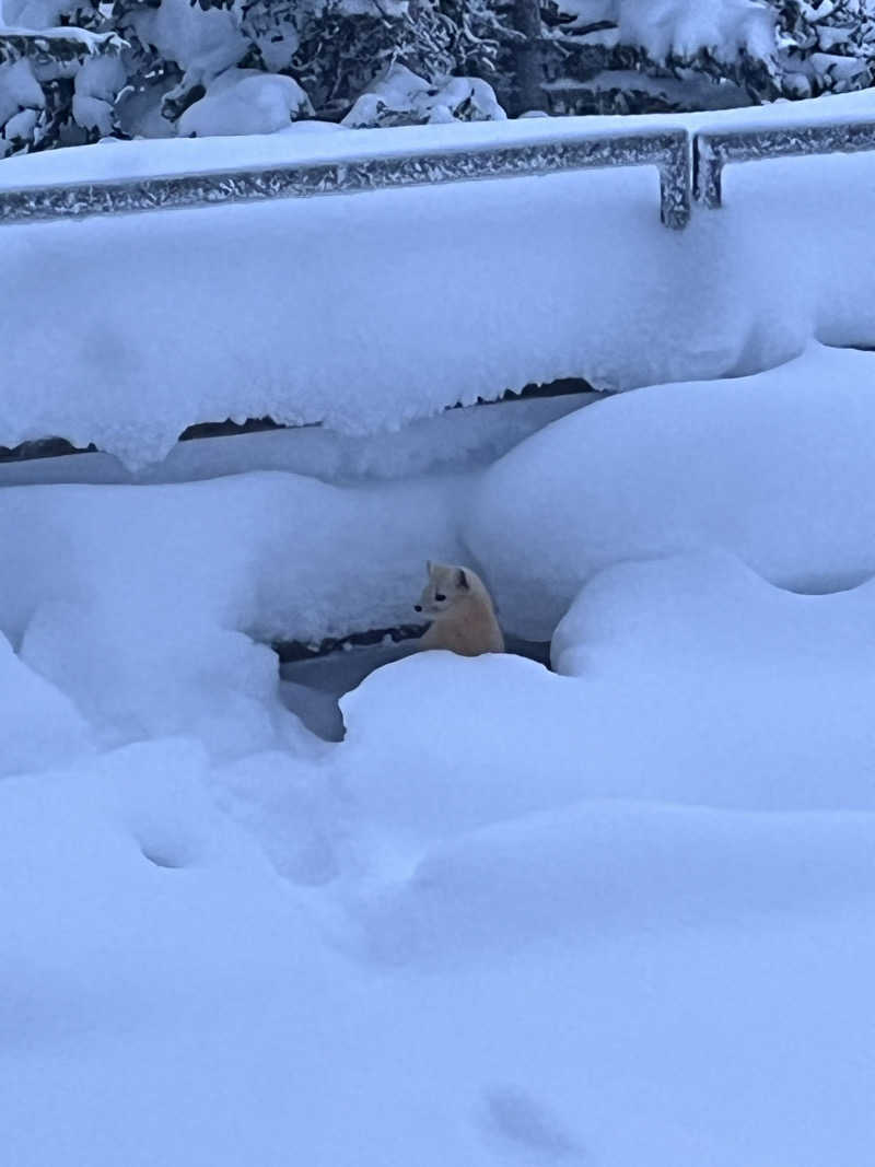 pimuさんの十勝岳温泉 凌雲閣のサ活写真