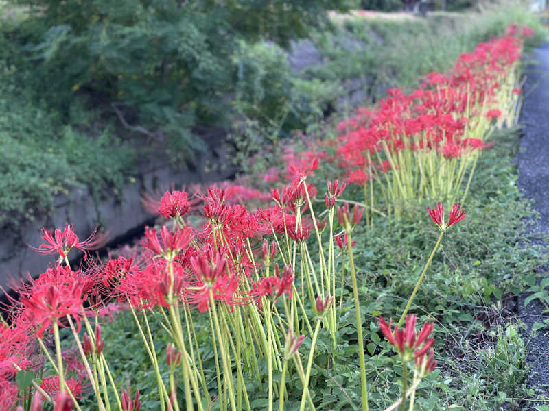 ふくまるさんの田辺温熱保養所のサ活写真