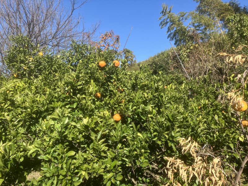 かっちゃんさんの湯源郷 太平のゆ 忠岡店のサ活写真