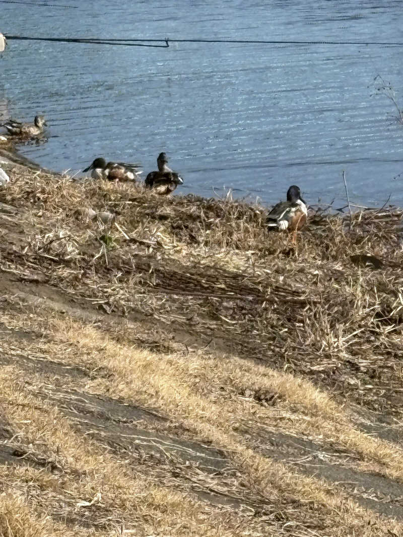 ぽぽみさんの天然温泉 真名井の湯 大井店のサ活写真
