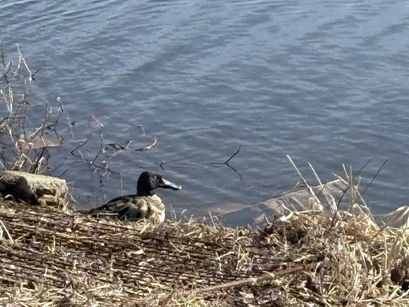 ぽぽみさんの天然温泉 真名井の湯 大井店のサ活写真