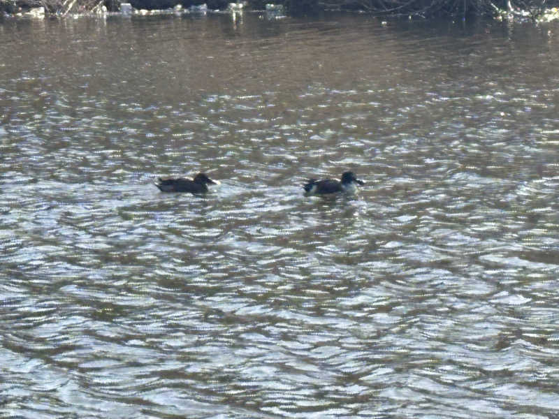 ぽぽみさんの天然温泉 真名井の湯 大井店のサ活写真