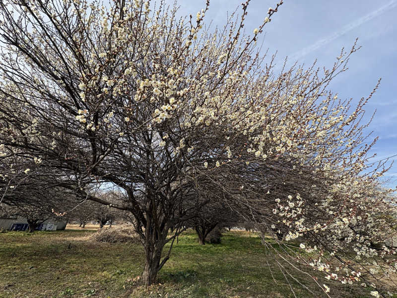 ぽぽみさんの天然温泉 真名井の湯 大井店のサ活写真