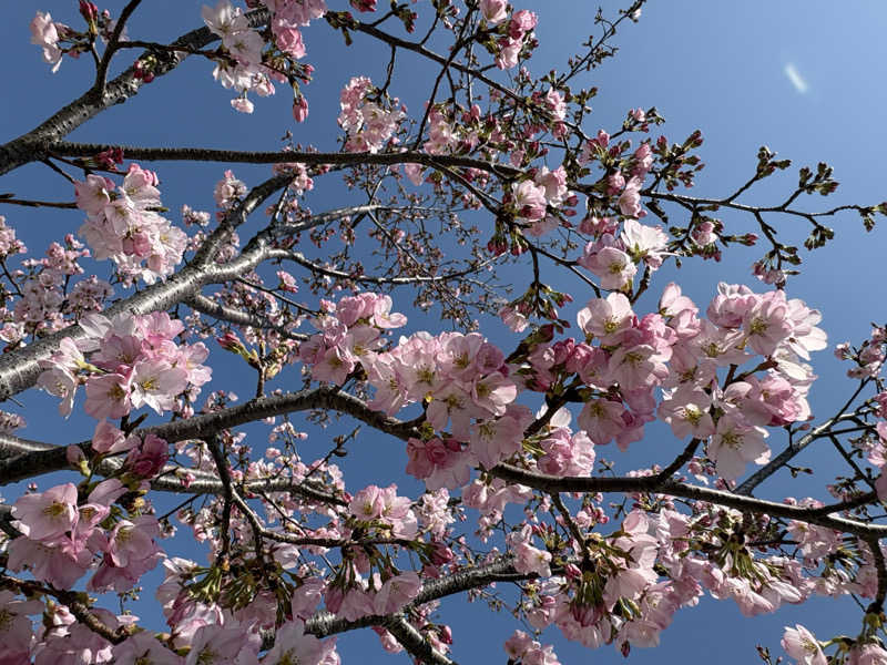 ぽぽみさんの天然温泉 真名井の湯 大井店のサ活写真