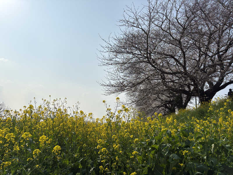 ぽぽみさんの天然温泉 真名井の湯 大井店のサ活写真