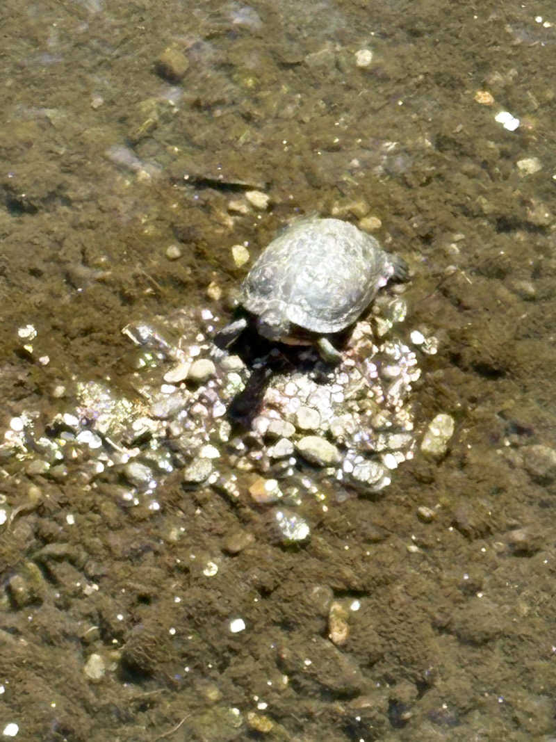 ぽぽみさんの天然温泉 真名井の湯 大井店のサ活写真