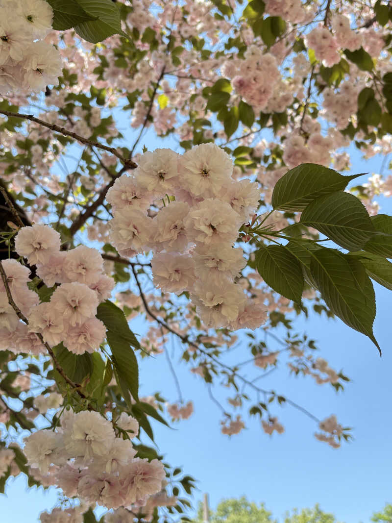 ぽぽみさんの天然温泉 真名井の湯 大井店のサ活写真