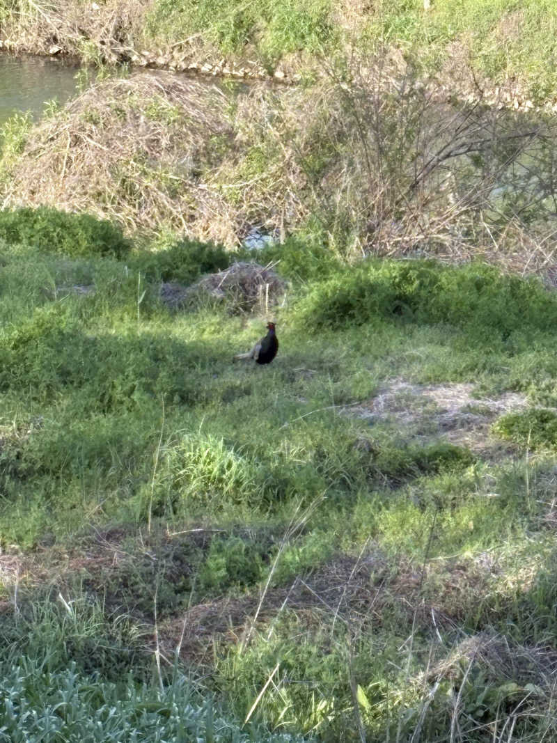 ぽぽみさんの天然温泉 真名井の湯 大井店のサ活写真