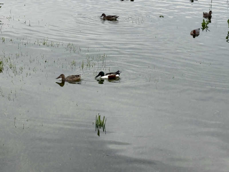 ぽぽみさんの天然温泉 真名井の湯 大井店のサ活写真