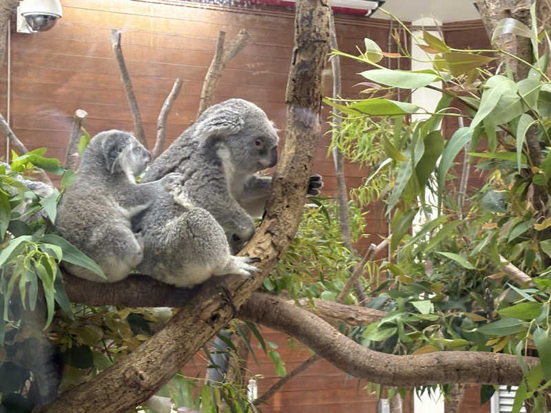 ぽぽみさんの天然温泉 真名井の湯 大井店のサ活写真