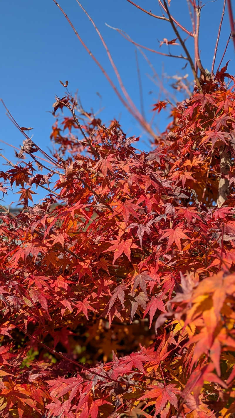 mänthyさんの白竜湖リゾートのサ活写真