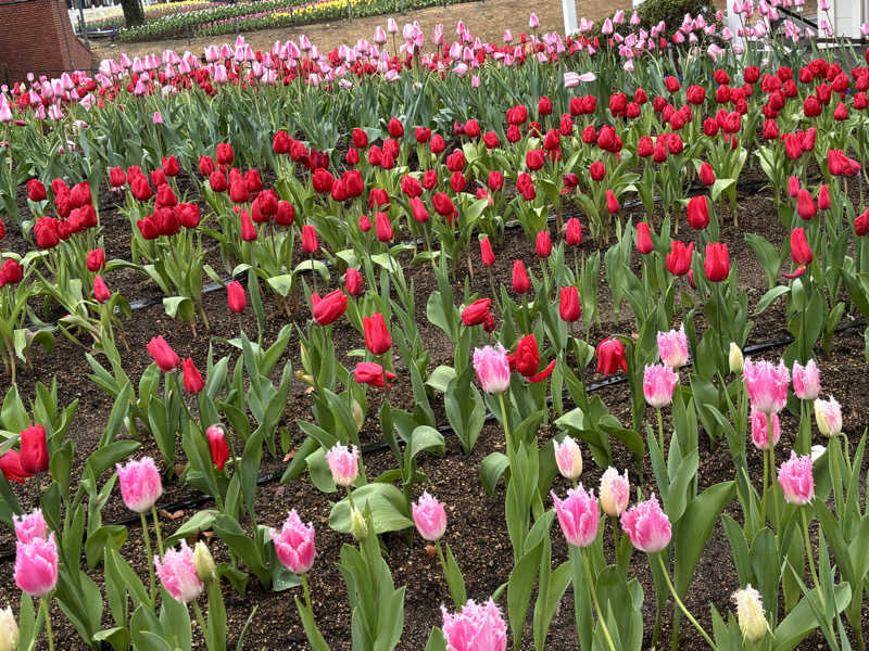 そらまめさんの琴乃湯 (ホテルオークラJRハウステンボス)のサ活写真