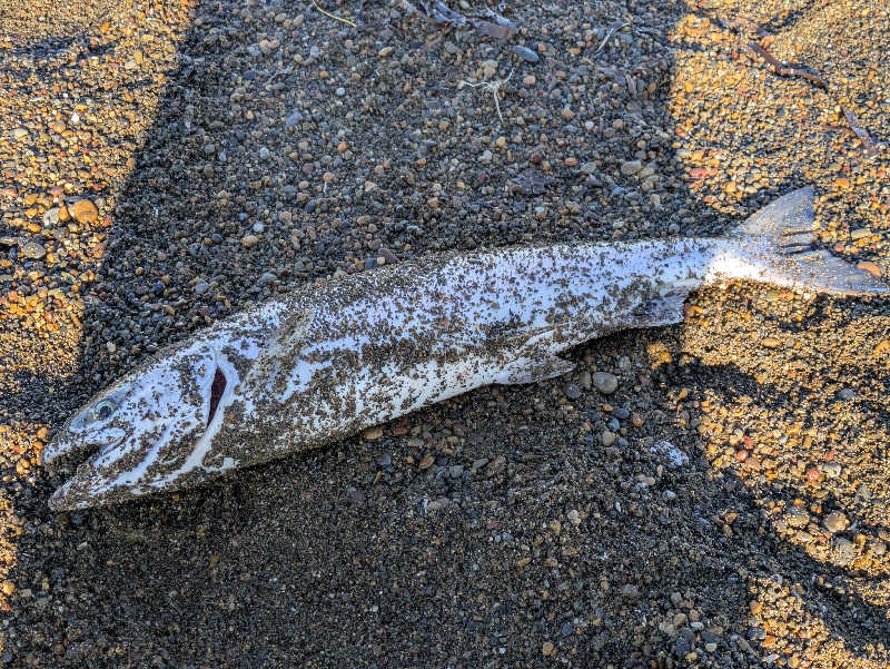 乃亜さんのヤムワッカナイ温泉 港のゆのサ活写真