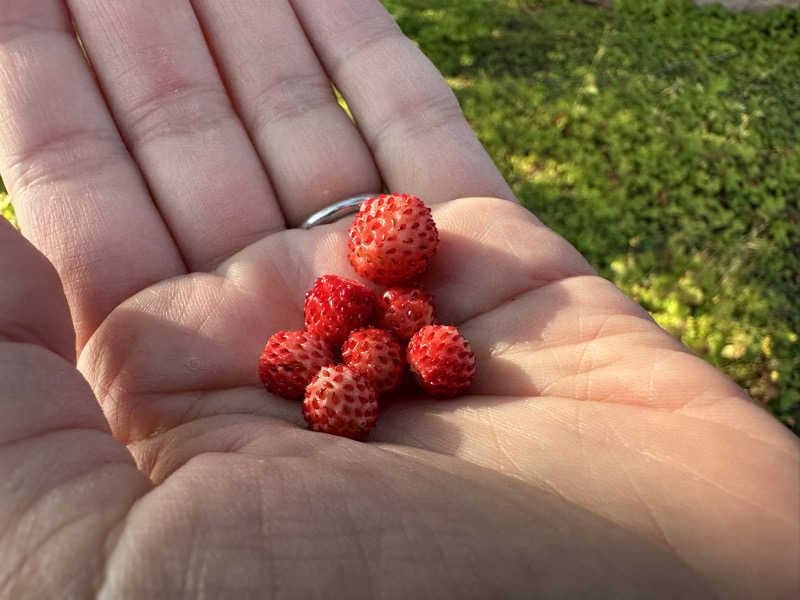 くまさんのLonnan saunaのサ活写真